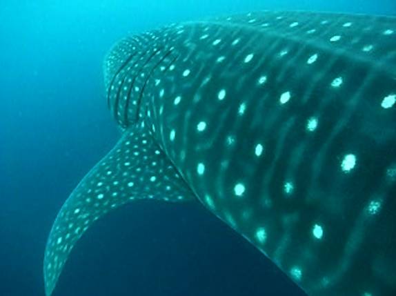 O maravilhoso e gigantesco tubarão-baleia, na Isla Wolf, em Galápagos (foto retirada do vídeo de Friso Hoekstra)